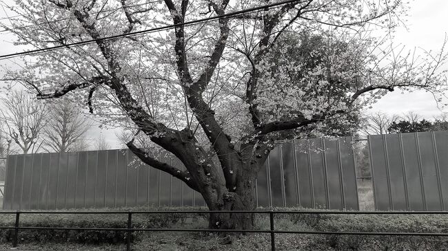 仕事で尾山台に行った帰り際に、隣の駅にある若いころに何度が訪ねた「等々力渓谷」に寄った。丁度桜が咲き始めた頃だったので、曇り空とはいえ気分転換になった。等々力渓谷は23区に唯一ある渓谷だ。<br />散策を終え、ふと生まれ育った池上の本門寺の桜も見たくなり東急線を乗り継ぎ大田区・池上にも行った。何十年目かの再訪で駅や車両が変貌していた。本門寺からの帰りには、本門寺の名物‘葛餅’をお土産で購入。