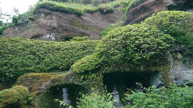 5月後半の週末に、鎌倉のお寺が苔とやぐら(洞窟)が神秘的でミステリアスで感動しました。<br />この日は、鎌倉駅から北鎌倉駅への方向に散策し<br />、観光したお寺は、「寿福寺」、「英勝寺」、「海蔵寺」、鎌倉駅の方向へ折り返して「浄光明寺」です。<br /><br />この日のスケジュールは、次の通り。<br />10:30 鎌倉駅、鎌倉市観光案内所<br />10:40～11:40 昼食(Rojiura Curry SAMURAI.鎌倉店)<br /> 11:10～<br />11:55 八坂神社<br />12:05～12:30 寿福寺<br />12:35～13:00 英勝寺<br />13:20～14:00 海蔵寺、浄光明寺<br />14:20～15:10 カフェ休憩(日本茶ソムリエの店 茶凛)<br />15:25 鎌倉駅を発(帰り)<br />