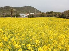 渥美半島　伊良湖岬菜の花まつりと、朝ドラ「エール」伊古部海岸ロケ地巡り