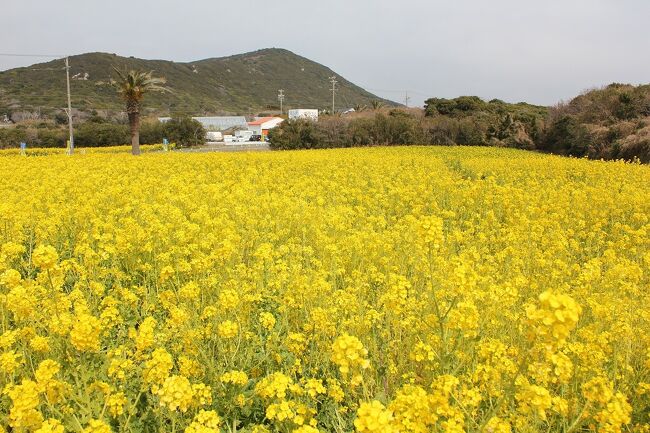 ＜伊良湖菜の花ガーデン＞渥美半島をこの時期、走っていると至る所に菜の花の黄色いじゅうたんが見られます。その数、1千万本を超える菜の花です。中でも一番巨大な「菜の花ガーデン」で開催されている「菜の花まつり」を見てきました。巨大迷路や菜の花刈りを楽しめます。ちなみに渥美半島を伊良湖岬まで貫く、菜の花畑前のこの道は「国道４２号線」ということに驚きました。国道４２号線が、紀伊半島を一周し、終点が和歌山県庁前交差点だということはわかっていましたが、その起点が、鳥羽市から伊勢湾フェリー・渥美半島を経由して、浜松市であるということに驚きました。