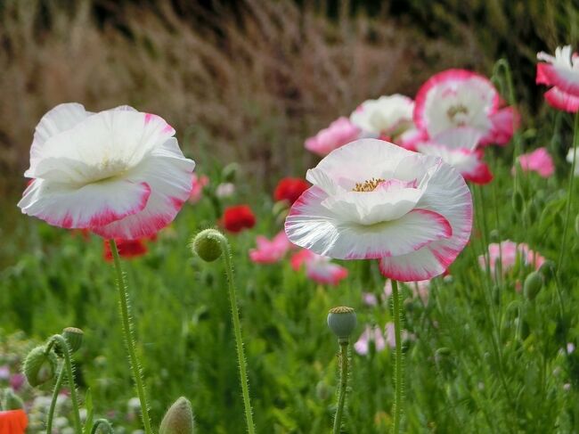 大阪万博記念公園の自然文花園エリアにある「花の丘」に行き、ポピー見物をしてきました。<br />「花の丘」でポピー見物をするのは、２０１８年４月以来、４年振りとなります。また、「花の丘」は２０１８年秋、コスモスのシーズンが終わると、その年の暮れから２０１９年春にかけて大規模改良工事が実施されました。<br />大規模改良工事が完成後も、可能な限り「コスモス見物」は続けていましたが、「ポピー見物」はご無沙汰していました。<br /><br />最近は、有難いことに、万博記念公園に咲いている花情報は、「花を楽しむ/万博記念公園」を開くと、公園内に咲いている様々な花の開花情報（１回/毎週・更新）を簡単に入手することが出来ます。また、私には毎週、万博記念公園を散歩している”花に詳しい友人”がいますので、花の写真と最新情報がメールで届いてきます。<br />それゆえに、花見物に行った時、大きなズレを生ずることはありません。<br /><br />「花を楽しむ/万博記念公園」による「ポピー」の開花情報では・・。<br />☆アイスランド・ポピー（Iceland　Poppy）・・見ごろ過ぎ<br />☆カリフォルニア・ポピー（California　Poppy）・・見ごろ<br />☆シャーレー・ポピー（Shirley　Popoy）・・７分咲き～見ごろ<br /><br />私は”花見物をするのは、青い空の下で！！！”と言う、贅沢な願望を持っていますが、今日の天気は”曇り、時々、晴れ”です。<br />果たして、どのような天気が歓迎してくれるのか、期待半分、不安半分の気持ちで我が家を出かけました。<br /><br />そのような、「旅行記」ですが、一見していただければ、有難く思います。<br /><br /><br />※写真は、「シャーレー・ポピー（Shirley　Poppy）」です。