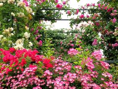 季節の花に逢いに行こう！薔薇いっぱい♪港の見える丘公園、元町スタージュエリーで昼食を