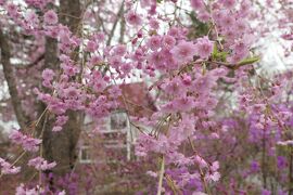 春の上信越バカンス♪　Vol.5 ☆北軽井沢：満開のしだれ桜♪