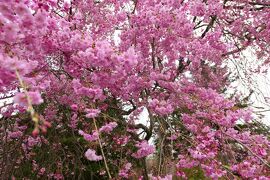 春の上信越バカンス♪　Vol.6 ☆北軽井沢：満開のしだれ桜♪