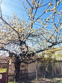 2022年ブルガリア長期滞在の旅1　４月のシプカでの生活　桜の花とカザンラクの街