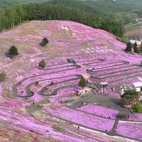 7・9歳児連れ、道東の桜とチューリップを求めて2泊3日旅行：ちとせ割で千歳トランジット編