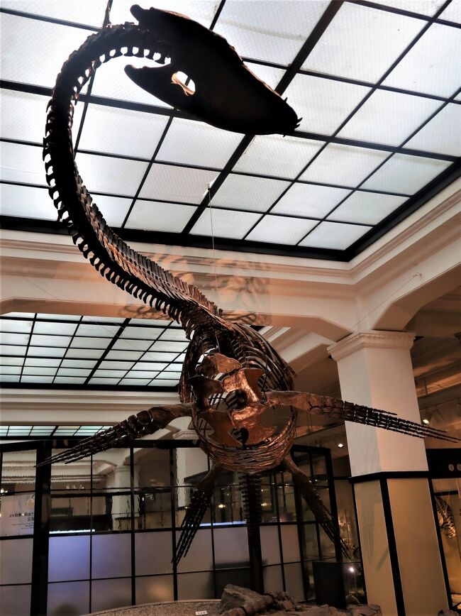  <br />フタバスズキリュウ（和名：双葉鈴木竜）は、白亜紀後期（約8500万年前）に日本近海に生息していた首長竜。「双葉鈴木竜」という名は発見者の苗字「鈴木」と、発見された地層の「双葉」層群から名付けられている。<br /><br />爬虫類双弓類プレシオサウルス上科エラスモサウルス科に属する。日本国内で化石が初めて発見された首長竜として著名。発見から38年後の2006年にようやく新属新種として正式に記載された。模式標本は国立科学博物館に保管されており、化石のレプリカは福島県のいわき市石炭・化石館などに展示されている。<br /><br />フタバスズキリュウの化石は1968年（昭和43年）に、福島県いわき市大久町入間沢の大久川河岸で露出していた双葉層群玉山層から、当時高校生だった鈴木直によって発見された。フタバスズキリュウは、他の種に比べて目と鼻の間がより離れていることや、脛骨が長いこと、鎖骨と間鎖骨の接合部分の形状などが識別点であるとされる。<br />全長約7mに復元されている。首の部分の化石が失われているための推定値である。逆に、首以外のほとんど全身70%が化石として残っているのは稀有な標本である。<br />（フリー百科事典『ウィキペディア（Wikipedia）』より引用）<br /><br />国立科学博物館 National Museum of Nature and Science,Tokyo については・・<br />http://shinkan.kahaku.go.jp/floor/n-1f-s_jp.html<br />
