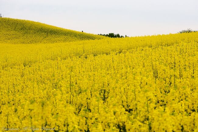 今年は雪の多さから菜の花の開花は遅れがちになっていて、5/20開花、5/24が満開の予想。<br />前回は山形の水没林の後にお邪魔しましたが、今年はこの時点ではまだ青々。<br />夏に向けて、ヒマワリ畑にするため、5/24には刈り取るとられるのこと。<br />見られる期間がとても短く、諦めていましたが、運よく、お邪魔することが出来ました。<br />渋滞を避けるため、3時に出発しましたが、生憎の曇りで、青空とビタミンカラーの菜の花とはなりませんでしたが、広大に広がる菜の花畑、今年も見ることが出来ました。