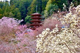 春休み！娘と行く桜に彩られた古都の街③～レンタカーで巡る奈良の室生寺、長谷寺、法隆寺