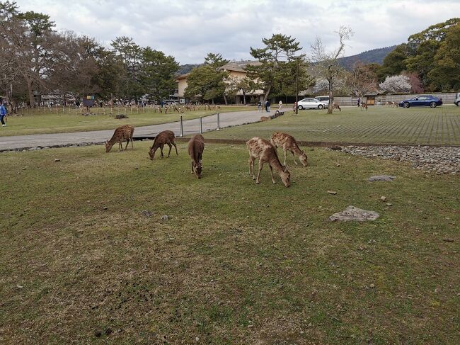 しばらくJWマリオット行ってないなぁ<br />大好きなJWマリオットマカオやシンガポールも行けないね(ノД`)・゜・。<br />そうだ！！桜の季節奈良に行ってみよう♪