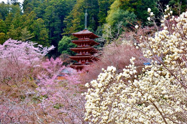 娘と出かけた京都奈良旅行の3日目です。<br />吉野山の千本桜を一目見てみたいと思いレンタカーを借りましたが、3月に入ってから寒い日が続き、開花予想が見事に外れてしまいました。<br />桜が咲いていないなら、プランBに変更ということで、室生寺、長谷寺、そして公共交通機関ではちょっと行きにくい法隆寺をぐるっと車でまわりました。<br />長谷寺、法隆寺は桜が咲き始め、古都の雅な雰囲気に彩りを添えていました。<br /><br />＜旅程＞<br />1日目：　東京→京都→三十三間堂→八坂の塔→清水寺→八坂神社→祇園<br />2日目：　京都→宇治平等院鳳凰堂→奈良→春日大社→東大寺→興福寺<br />3日目：　室生寺→長谷寺→法隆寺<br />4日目：　薬師寺→唐招提寺→京都→金戒光明寺→東京