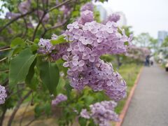 さわやか北海道　花めぐり　