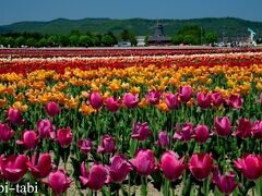 北海道・オホーツク ５月の探鳥旅行 (ノゴマ)