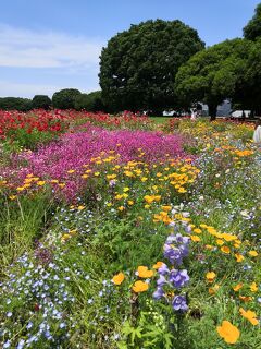 春旅　☆新緑の多摩湖　昭和記念公園　立川のホテルステイ☆