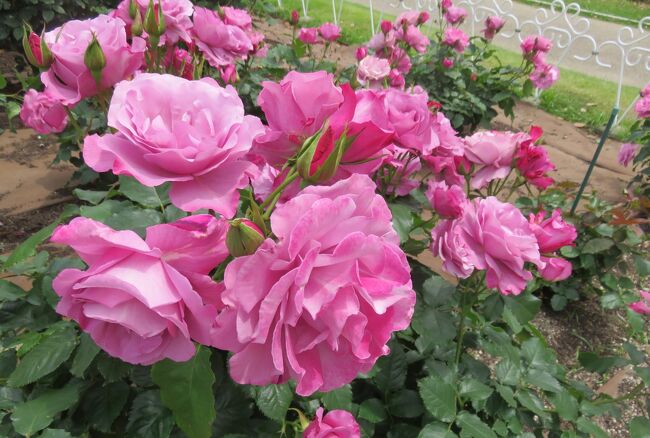 2022春、鶴舞公園のバラ(2/16)：カクテル、ベルサイユのバラ、フェルゼン伯爵