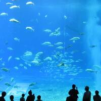 ロードスターで沖縄漫遊・美ら海水族館