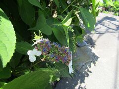 間もなく紫陽花の季節に