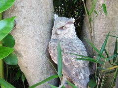 フクロウの置物がある家（鎌倉市浄明寺3）