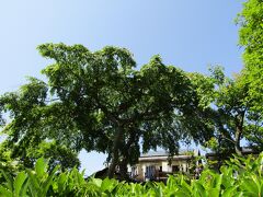 紅白の枝垂れ桜は白だけに？（鎌倉市浄明寺3）