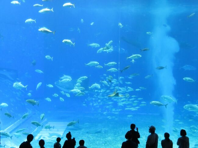 ロードスターを借りて沖縄本島を一周する旅を楽しみました。<br /><br />東京ー那覇ー古宇利島ー【美ら海水族館】ーオクマー糸満ー那覇ー東京<br /><br />《2022年》<br />☆4/30蒲田【ホテルアマネク蒲田駅前泊】<br />☆5/1羽田14:50発ー那覇17:30着(JL919)【Mr.KINJO in MIEGUSUKU泊】<br />★5/2古宇利島ー美ら海水族館ー【アレッタ古宇利リゾート泊】<br />☆5/3古宇利島【アレッタ古宇利リゾート泊】<br />☆5/4オクマ【オクマ プライベートビーチ&リゾート泊】<br />☆5/5糸満【サザンビーチホテル&リゾート沖縄泊】<br />☆5/6糸満【サザンビーチホテル&リゾート沖縄泊】<br />☆5/7那覇12:15発ー羽田14:40着(JL906)