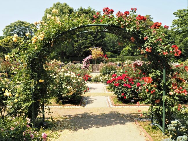 色とりどりのバラの花の香りに包まれて In 福岡市植物園 博多 福岡県 の旅行記 ブログ By Cheriko330さん フォートラベル