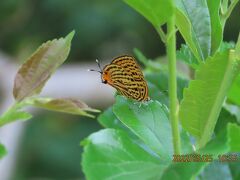 2022年森のさんぽ道で見られた蝶⑳その1)ウラナミアカシジミ、アカシジミ、