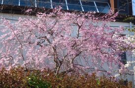 ２０２２年３月・４月　山口県・山陽小野田市　須恵健康公園に桜を見に行きました。