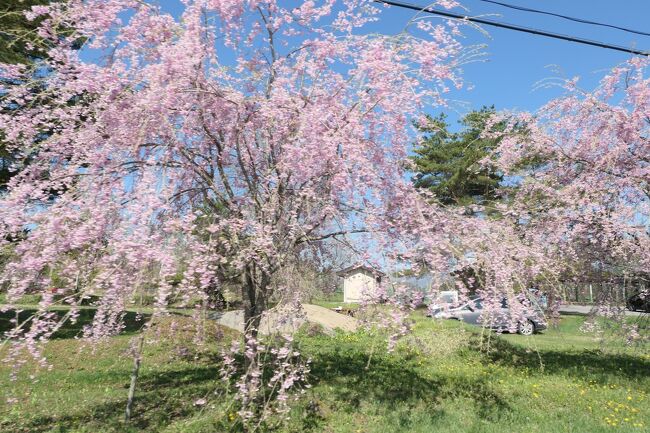 春の上信越バカンス♪　Vol.23 ☆桜がいっぱいの嬬恋村♪