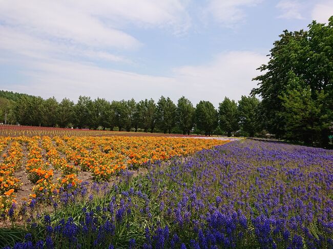 親子ふたり<br />北海道旅2日目<br />二日目は朝早くから、レンタカーで出発です。<br />２日目富良野、美瑛をまわります。<br />ファーム冨田、カンパーナ六花亭、富良野ワイン、青い池、しろひげの滝、美瑛選果、深山峠、北西の丘、ケンとメリーの木、あるうのぱいん、<br />もりだくさんのドライブ旅です。<br /><br /><br /><br />