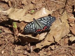 2022年森のさんぽ道で見られた蝶(21)その1)サトキマダラヒカゲ、イチモンジチョウ、アカボシゴマダラ、ツマグロヒョウモン