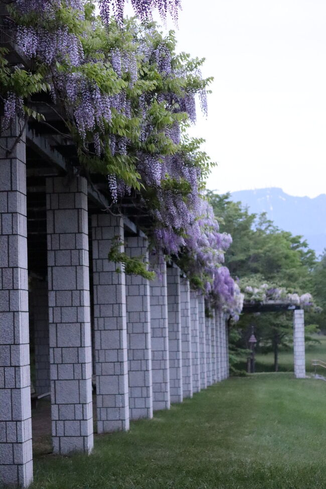 北海道の藤は今が見頃ということで天神川緑地に撮影しに行く予定でしたが、手稲の前田森林公園にも広い藤棚があるということで見てきました＼^^／