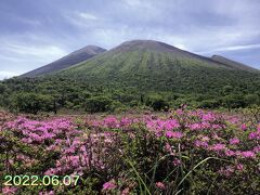 高千穂河原「鹿ケ原」のミヤマキリシマを見に行ってみた