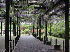 天神山緑地で藤棚鑑賞