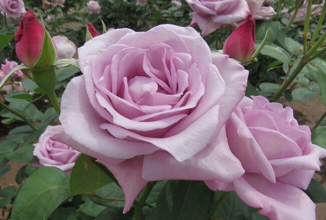 2022春、鶴舞公園のバラ(6/16)：香りのバラ、マリア・カラス、ノスタルジー