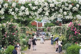 マグロ丼と薔薇。ハマっ子が行ったことがないとおっしゃるので横浜の市場と港の見える丘公園を案内してきた。