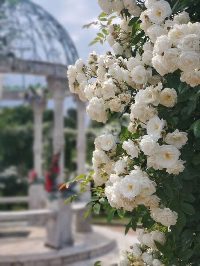 薔薇と紫陽花に癒されて