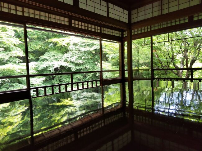 関東では、まるで梅雨に入ってしまったような今年の5月。下旬になってやっと回復してきたのを見計らって、関西に旅行に出かけました。<br />神戸4泊、姫路3泊のあと、京都にやって来ました。昨年11月以来、桜の季節に来たかったけれど、2ヶ月遅れとなりました。