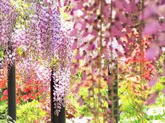 咲きほこる天神藤と.*ライラックたちの5月.*リラ冷えの街*札幌で...☆ｷﾗﾘｰﾝ*