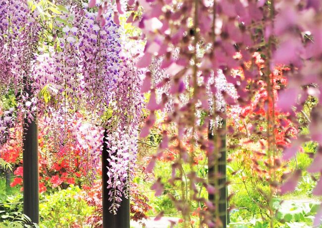 緑まぶしく花々が咲いて<br />初夏の気配を感じる北海道～.☆*<br /><br />久々「晴れ」の土曜日に、<br />お花のスポットに駆けつけたー。<br /><br />↓登場するスポットはこちら<br />◇相馬神社<br />◇天神山<br />◇天神山緑地<br />◇創成川公園