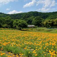 2022年5月　秩父・長瀞旅行♪再び♪いちご狩り♪温泉♪ハナビシソウ♪秩父ホルモン♪