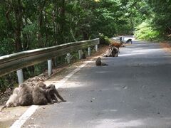 再び、屋久島一周　猿さんとの再会と再びフルーツガーデン