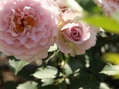 OPPEN ROSE GARDEN