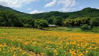 2022年5月　秩父・長瀞旅行♪再び♪いちご狩り♪温泉♪ハナビシソウ♪秩父ホルモン♪