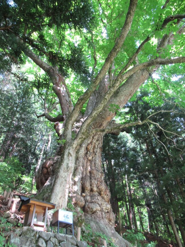 蓼科を訪れた際に、塩尻ICから１９号線を通り、贄川宿へ行きました。贄川関所、観音寺、麻衣廼神社、巨木トチノキを見ました。塩尻市街地へ戻る途中で井筒ワインに寄ってから、塩尻市観光センターで教えてもらい、市街地の施設を回りました。各家に前庭がある郷原宿を歩いてから、工事中の道の駅小坂田を見た後、塩尻ICへ行きました。贄川宿や郷原宿のよさに気づいた旅でした。