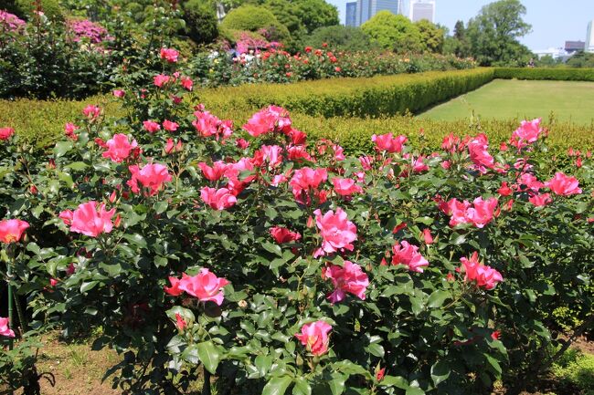 みどりの日は、新宿御苑や小石川後楽園などの入園料が無料となります。まん防があけたので３年振りに新宿御苑などに行って来ました。