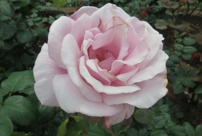 名古屋の鶴舞公園のバラの紹介です。近年植栽されたバラを中心に見頃を迎えていました。