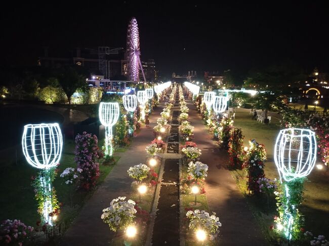 長崎県佐世保市にある日本一広いテーマパーク「ハウステンボス」<br />私をよく旅に誘ってくれる大学時代からの友人Mちゃんは、ハウステンボスが大好きです。<br />年間パスポートを購入して何度も訪問している彼女曰く「ハウステンボスの一番よい季節は、ばらの開花期」とのこと。<br />私は、ばらの季節にハウステンボスを訪問したことはありません。「今年こそは行ってみよう」とMちゃんにバラのハウステンボス旅行をリクエストしたところ、熊本市で開催されている花博の最終日と併せて訪問する旅行を計画してくれました。<br /><br />一日目　熊本市「第38回　全国緑化くまもとフェア」　旅行記①<br /><br />二日目、ハウステンボスのバラ祭り　旅行記②<br /><br />写真多めで長くなりましたが、旅行記③は二日目の夜のハウステンボスと最終日の旅行記です。