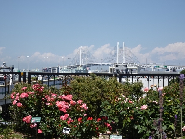 横浜ローズウィーク’22　港の見える丘公園