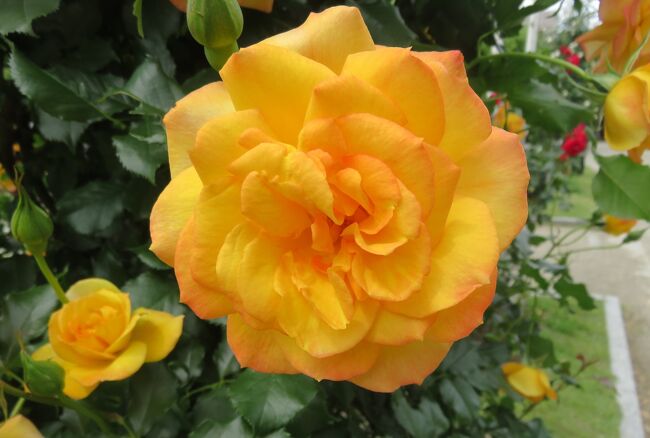 名古屋の鶴舞公園のバラ園の紹介です。『3380平方メートルに約120品種、約1400株のバラ』と紹介されています。