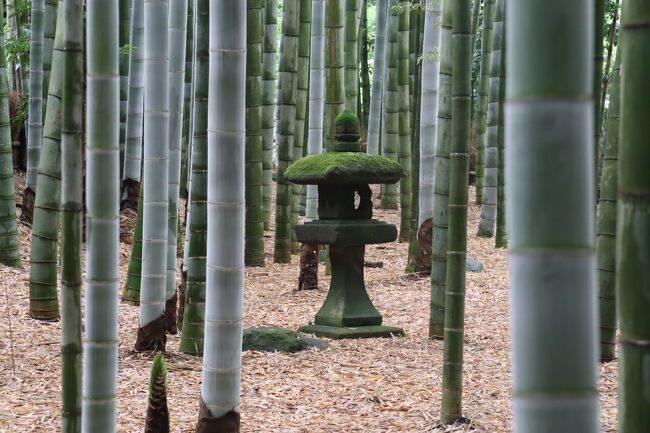 大切なお友達との遠足シリーズ♪<br /><br />当初の予定は北鎌倉からずらっと神社仏閣を見て歩き鎌倉駅にて解散の予定だったけど、友人Oが「”石窯ガーデンテラス”気になる」との事でその辺りを中心に遊ぶことにした。<br />当日は天気もあまりよくなかったので結局「お茶会」の方が長かったかも（笑）<br />そんな女子会？魔女会？の忘備録です(^_-)-☆<br /><br />写真は竹のお寺で有名な報国寺<br />なお、文中のお寺の説明は拝観料を収める際に頂いたパンフレットを参照しております。<br /><br />